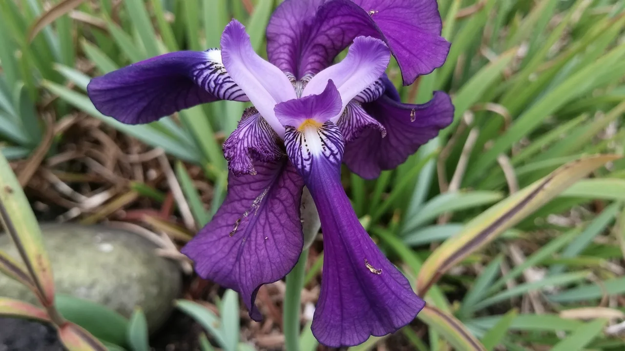 Bearded iris (Iris germanica) purple flower in a garden border
