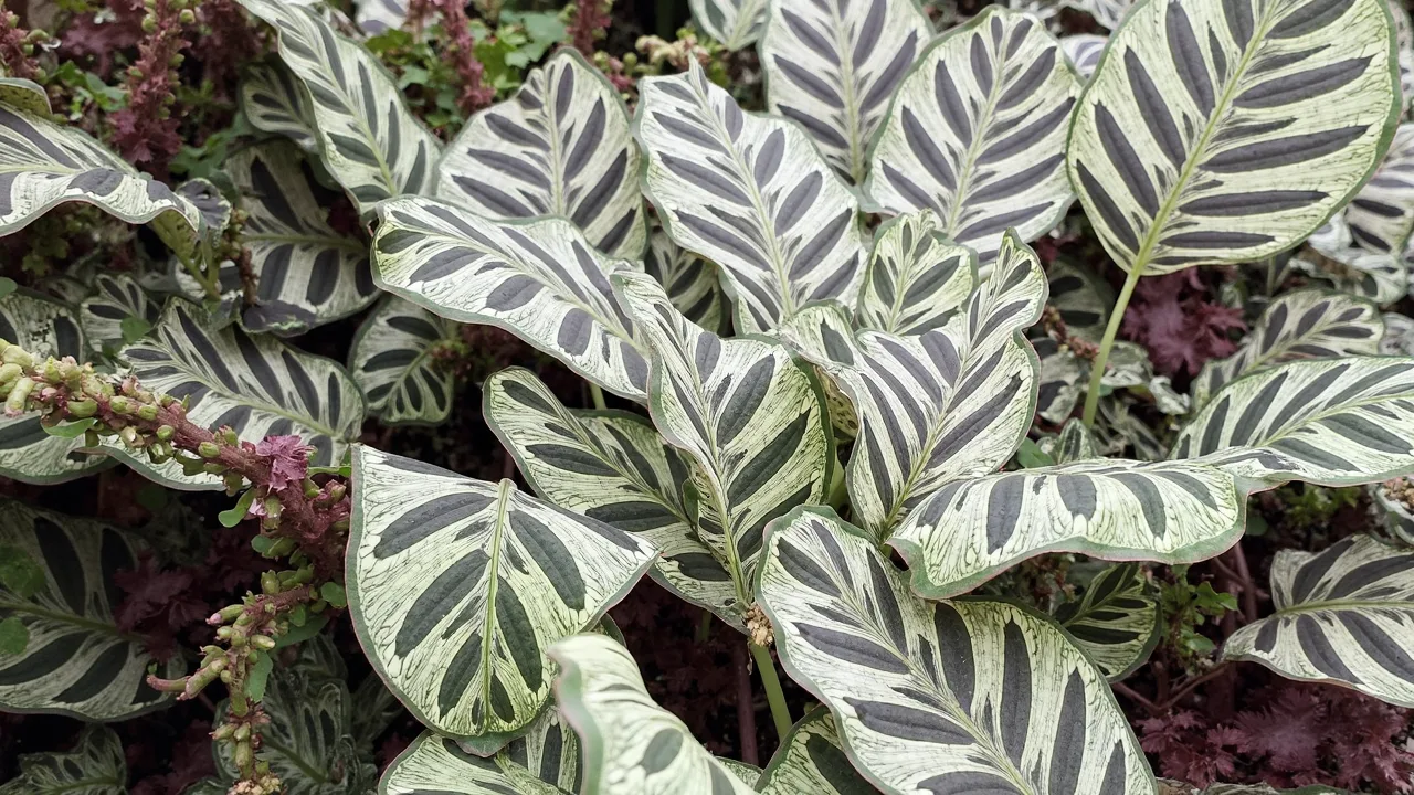 Calathea makoyana