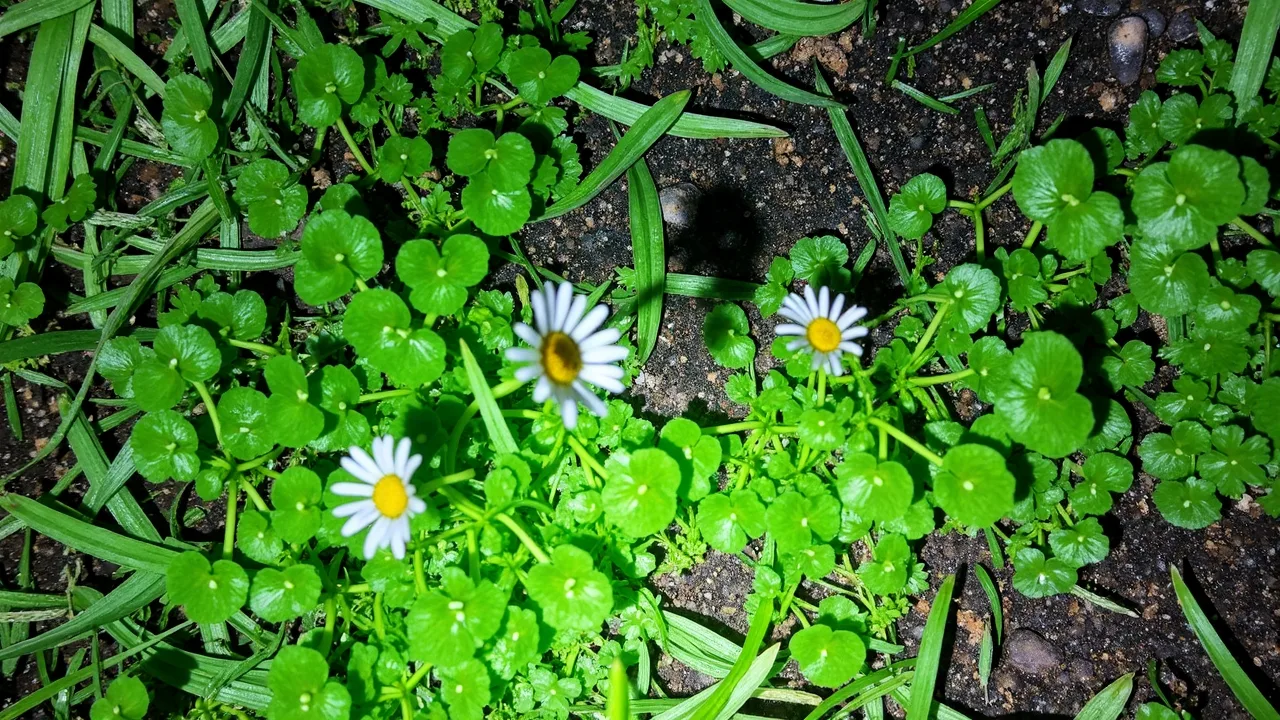 Common lawn daisies (Bellis perennis) flowering in a green lawn