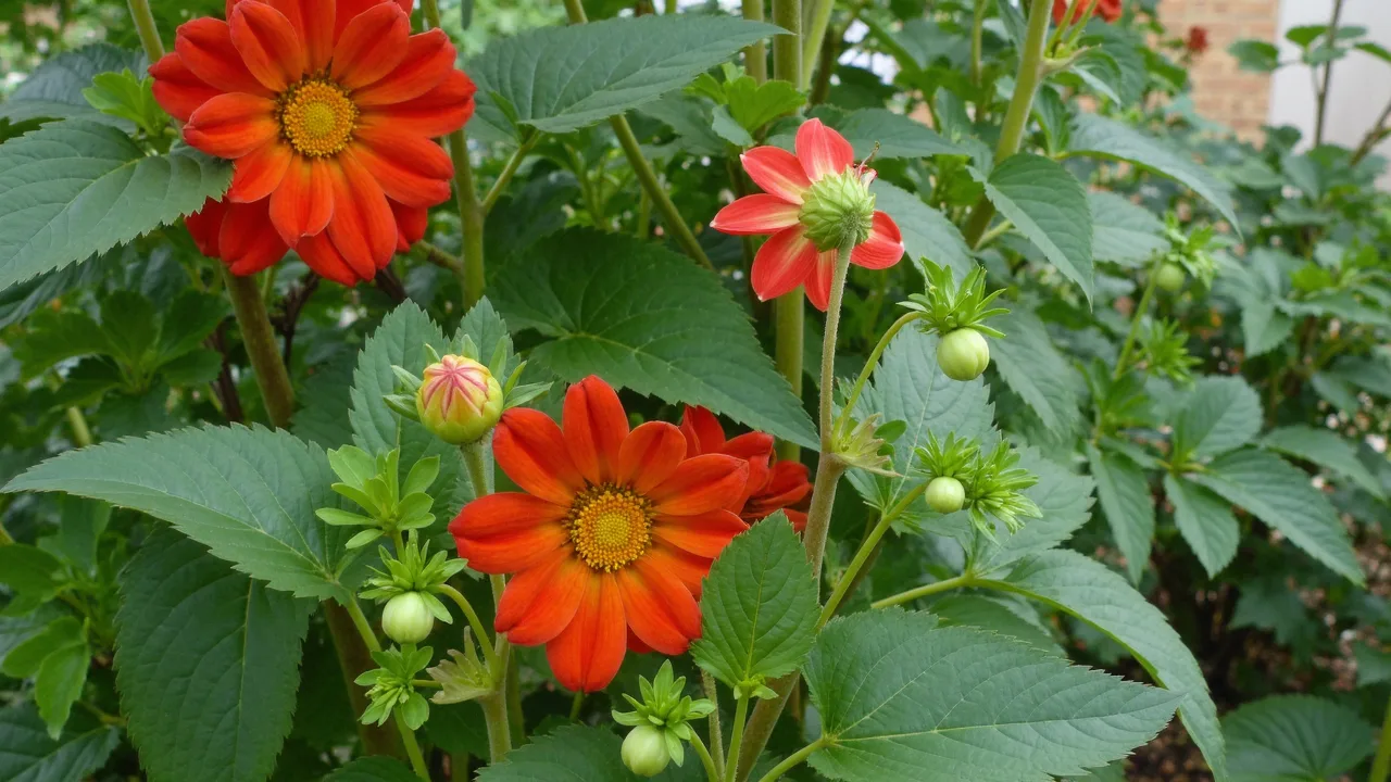 Dahlia pinnata