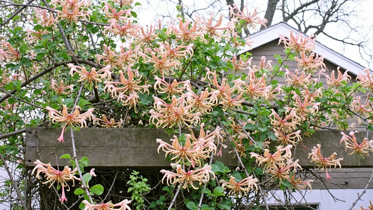 honeysuckle