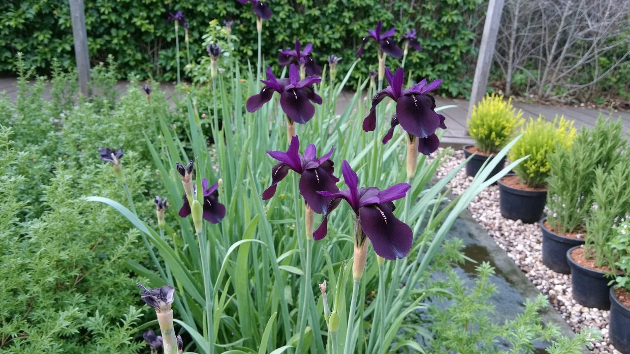 Black Iris