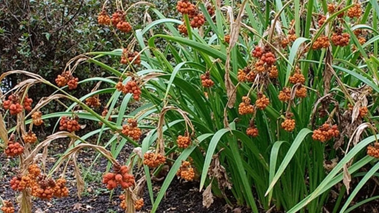 Stinking Iris