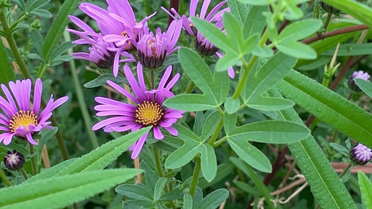 New England aster with violet-purple daisy flowers