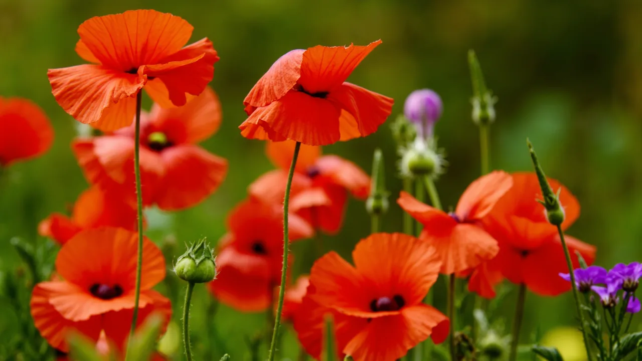 Poppy