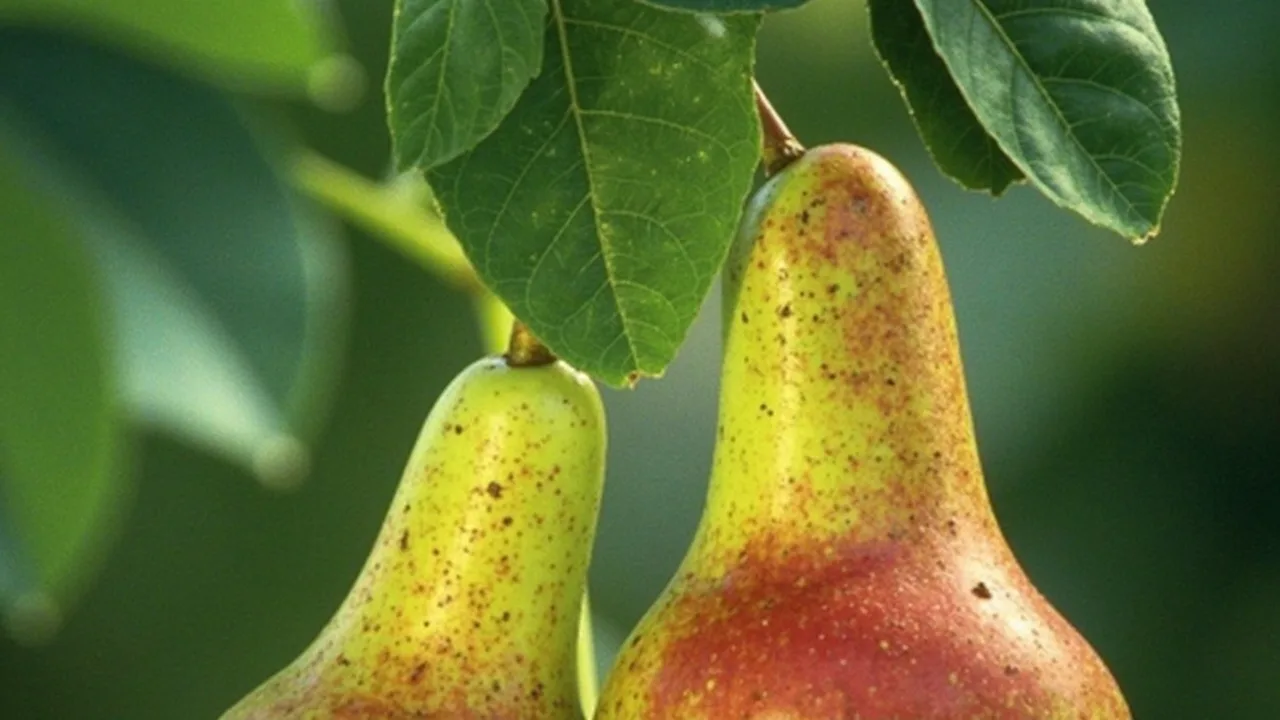 Pyrus communis