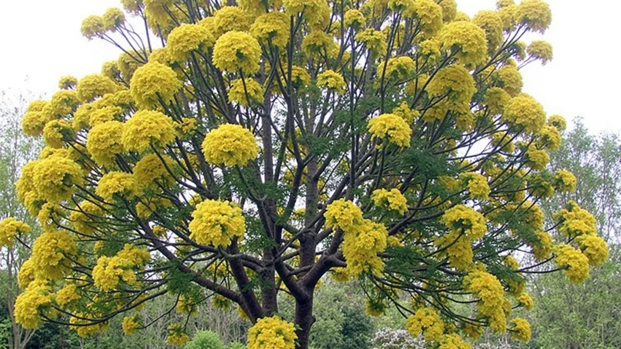Acacia baileyana
