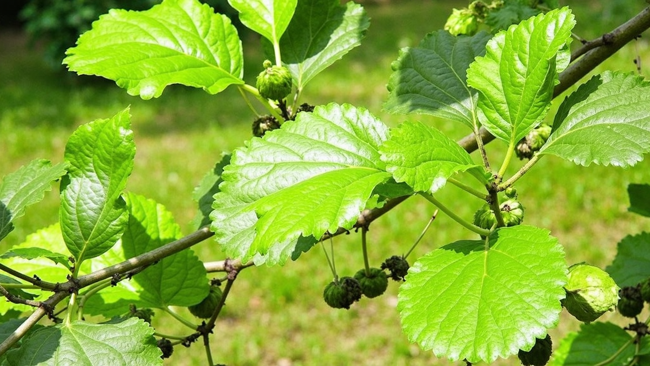 Alnus glutinosa