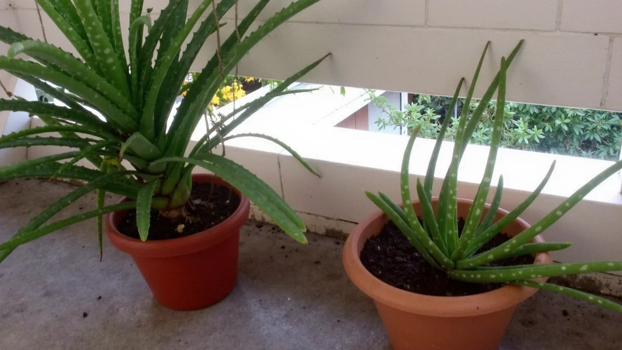 Aloe Vera (Aloe vera)