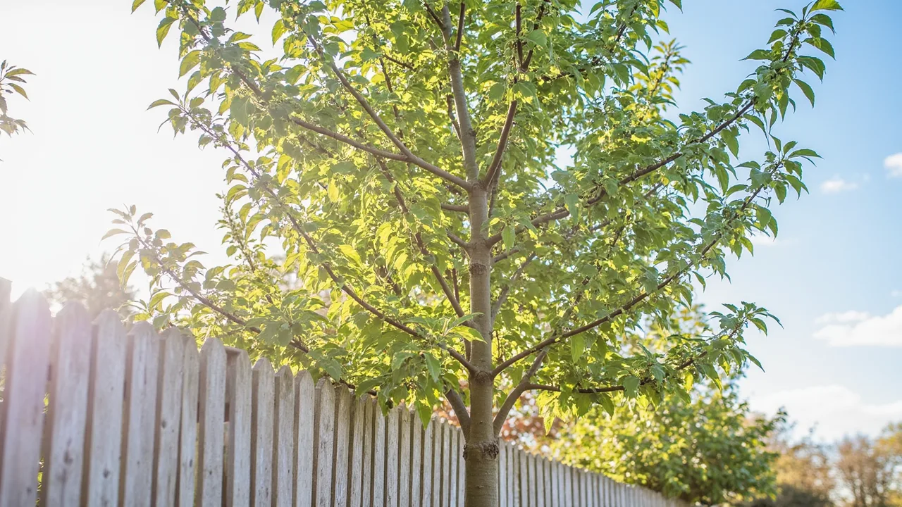 Populus tremula