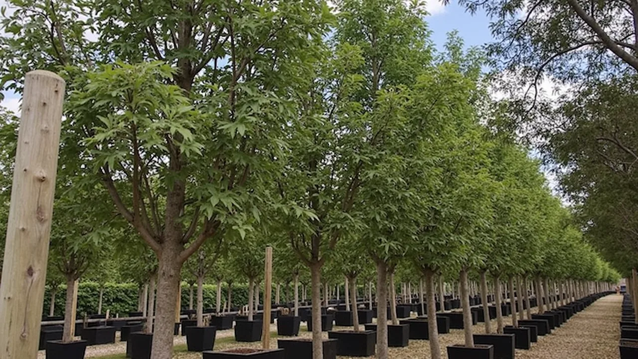 Betula pubescens