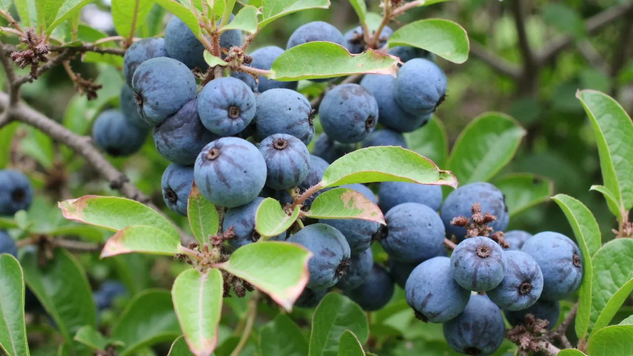 Prunus spinosa