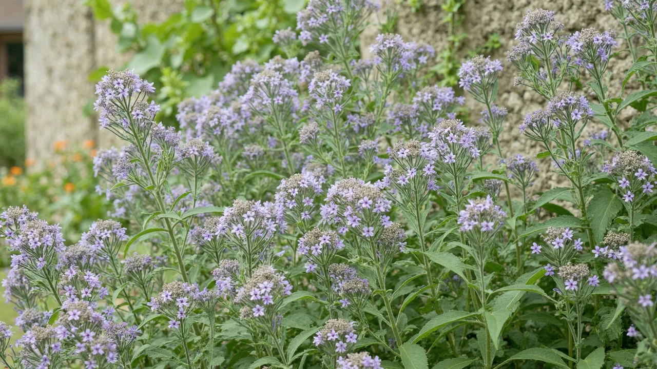 Borago officinalis