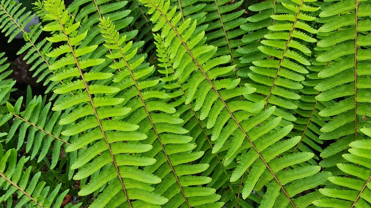 Boston Fern (Nephrolepis exaltata)