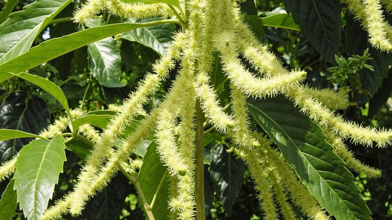 Castanea sativa