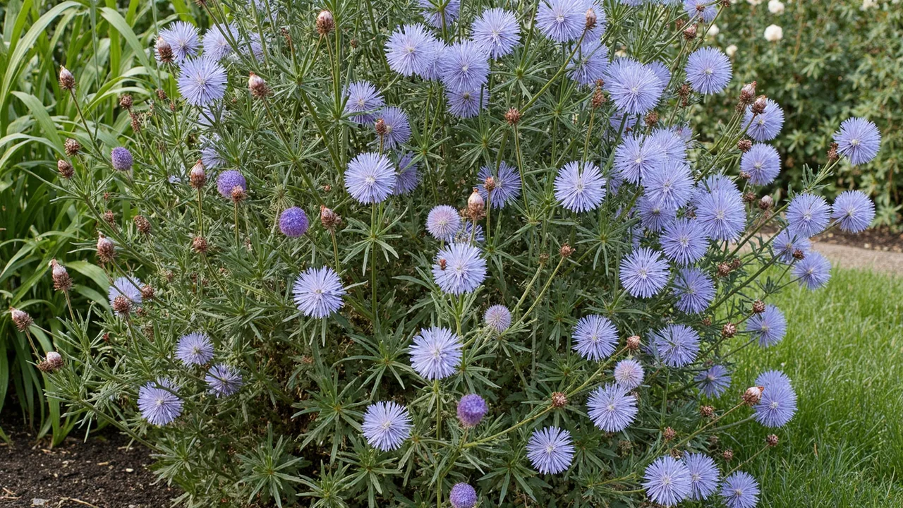 Cichorium intybus