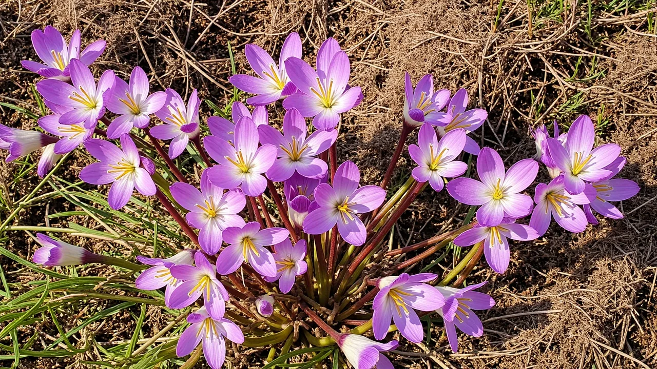 Colchicum autumnale