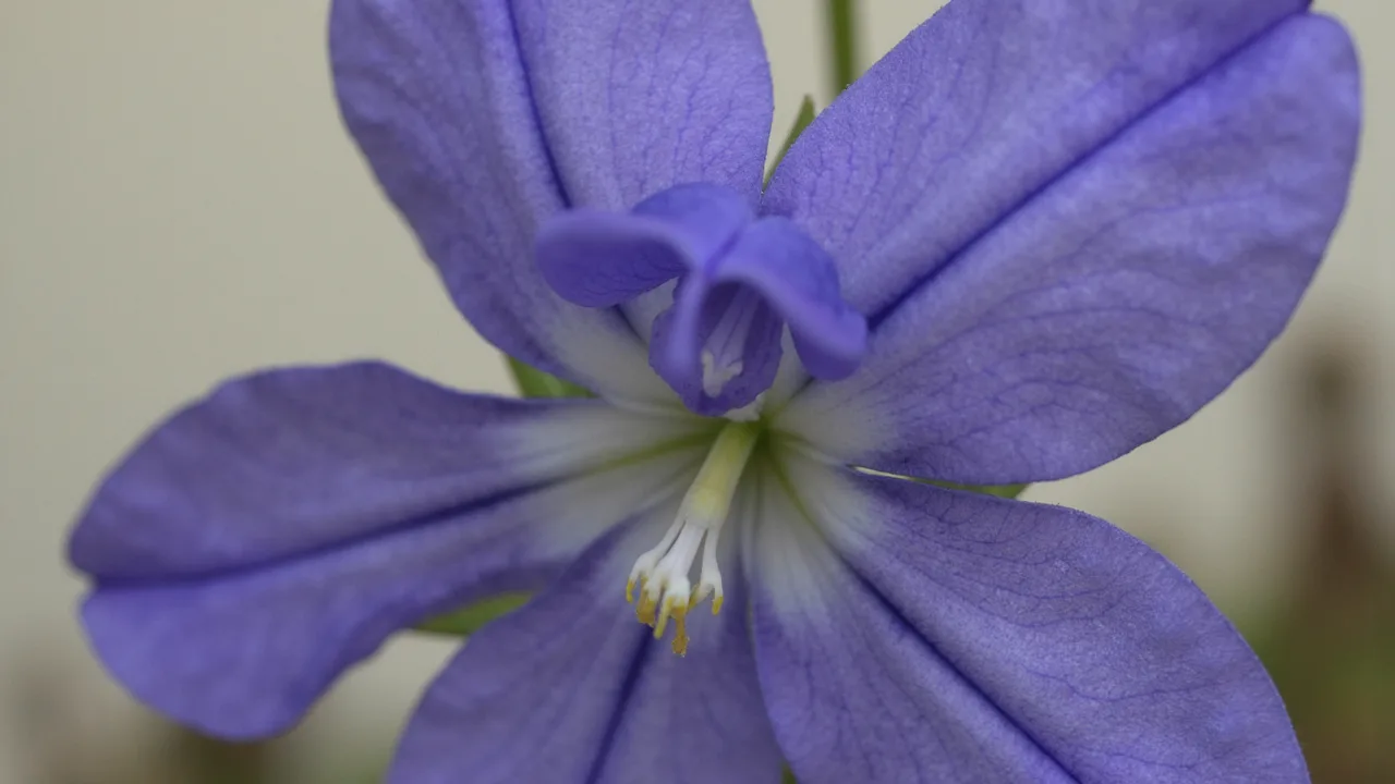 Viola riviniana