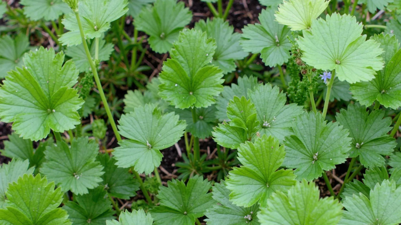 Coriandrum sativum