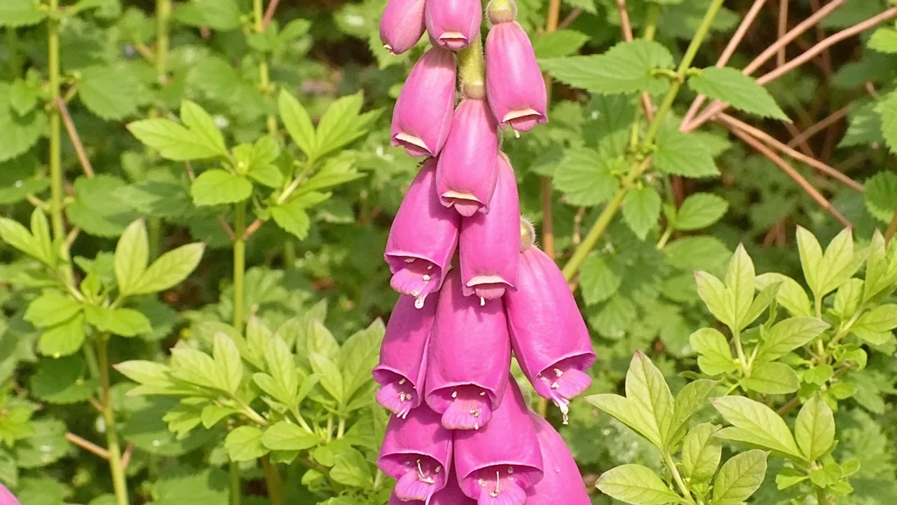 Digitalis purpurea