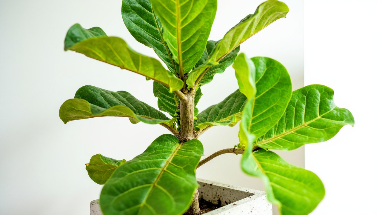 Fiddle Leaf Fig