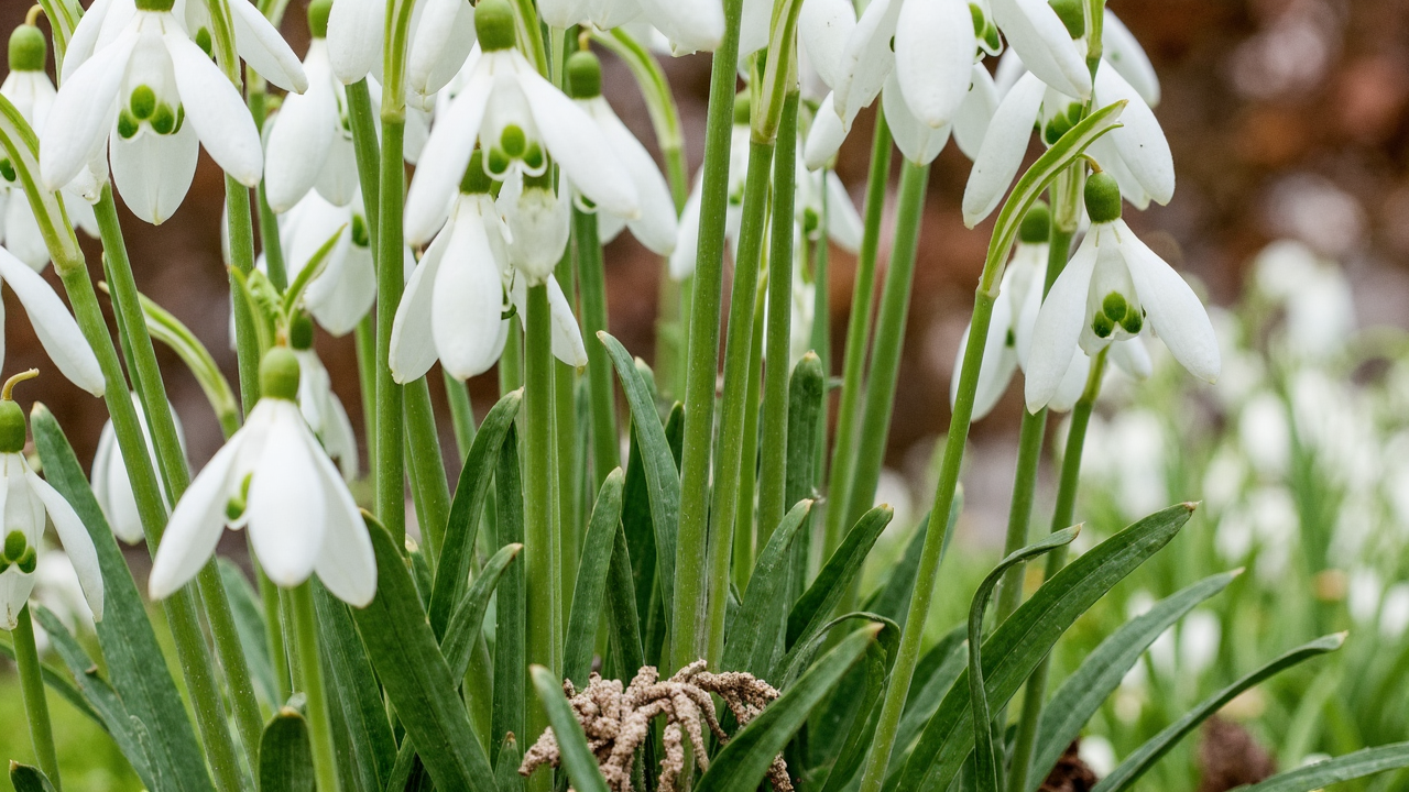 Galanthus nivalis