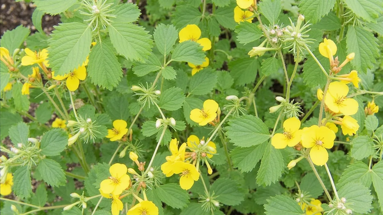 Lotus corniculatus