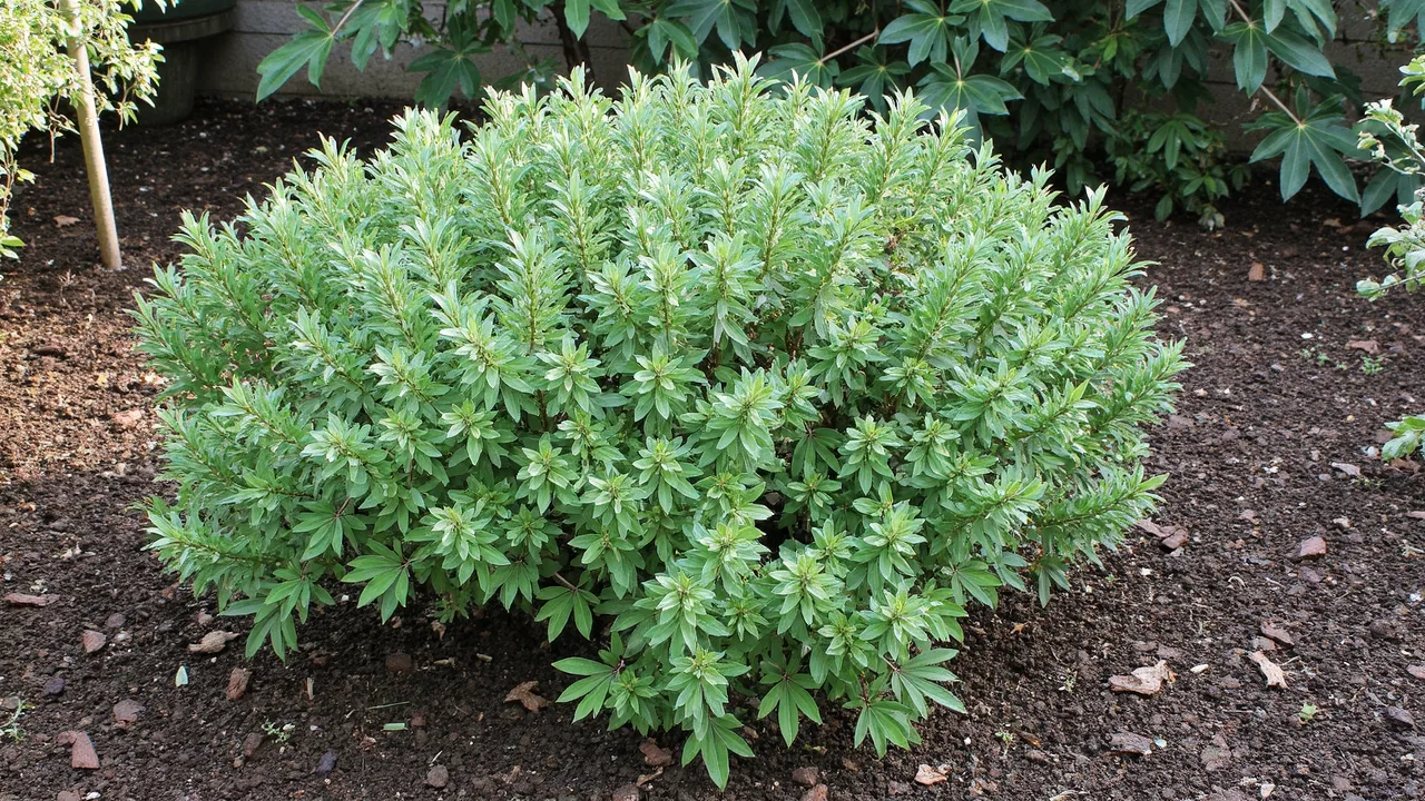 Hebe pinguifolia