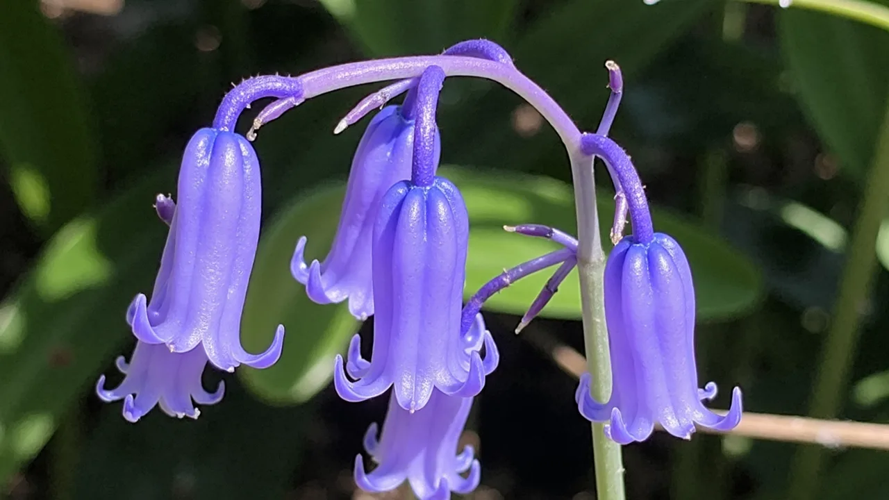 Hyacinthoides non-scripta