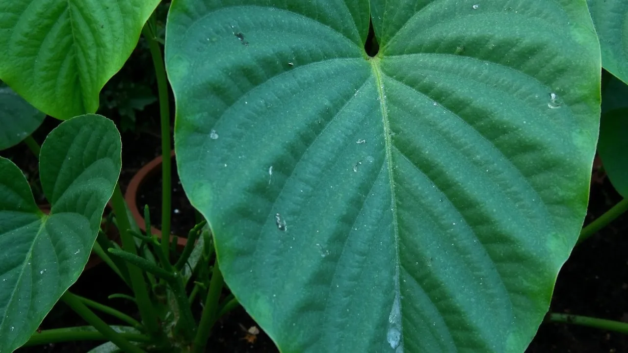 The Best Low-Light Houseplants for UK Homes