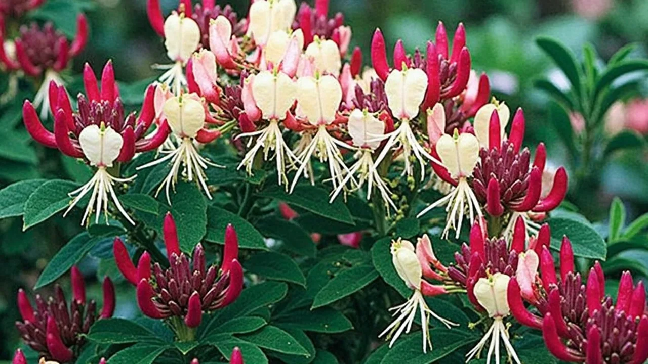 Lonicera periclymenum 'Serotina'