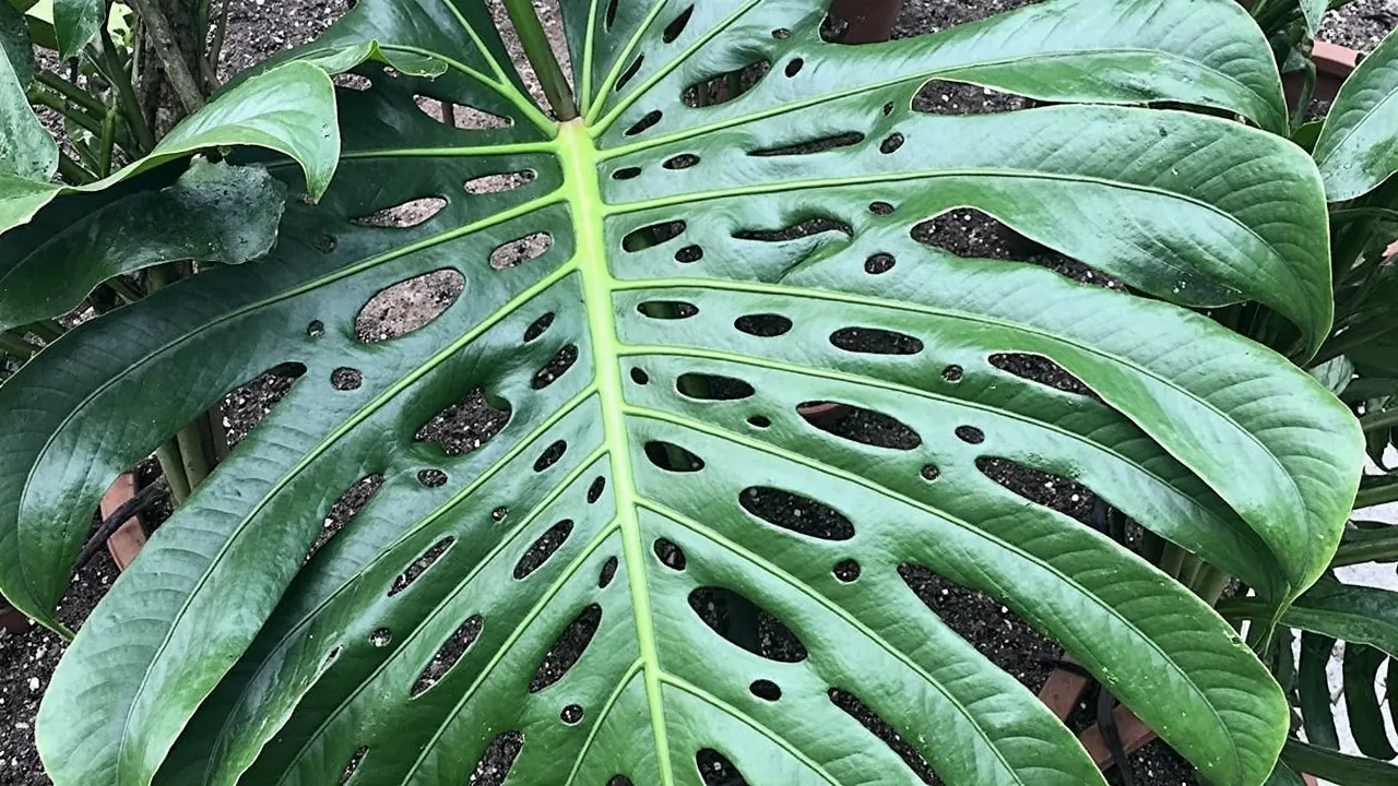 Monstera (Monstera deliciosa)