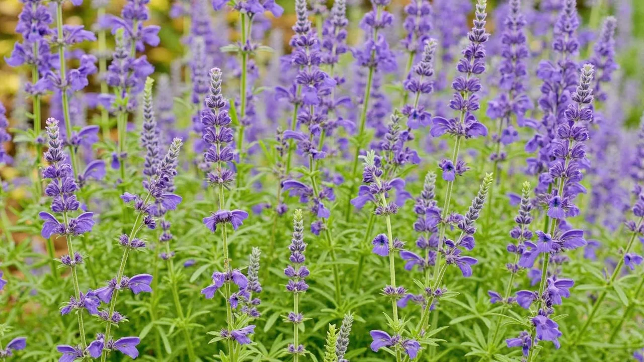 Nepeta