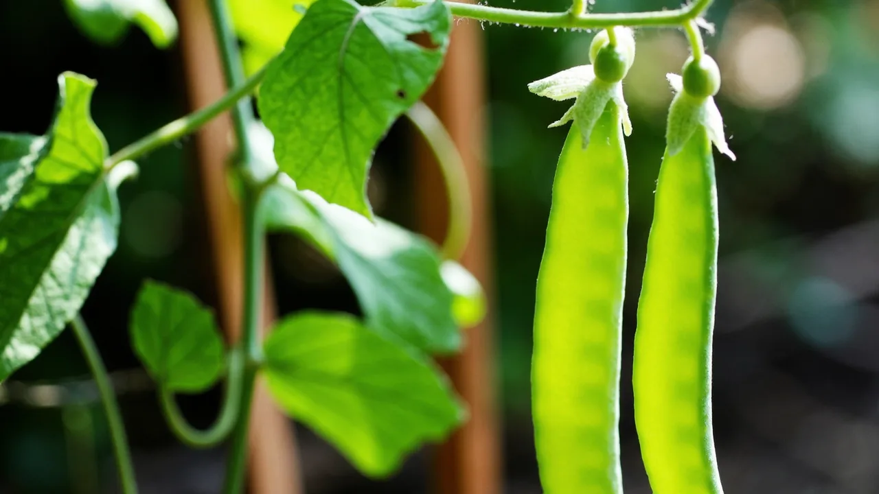 Pisum sativum