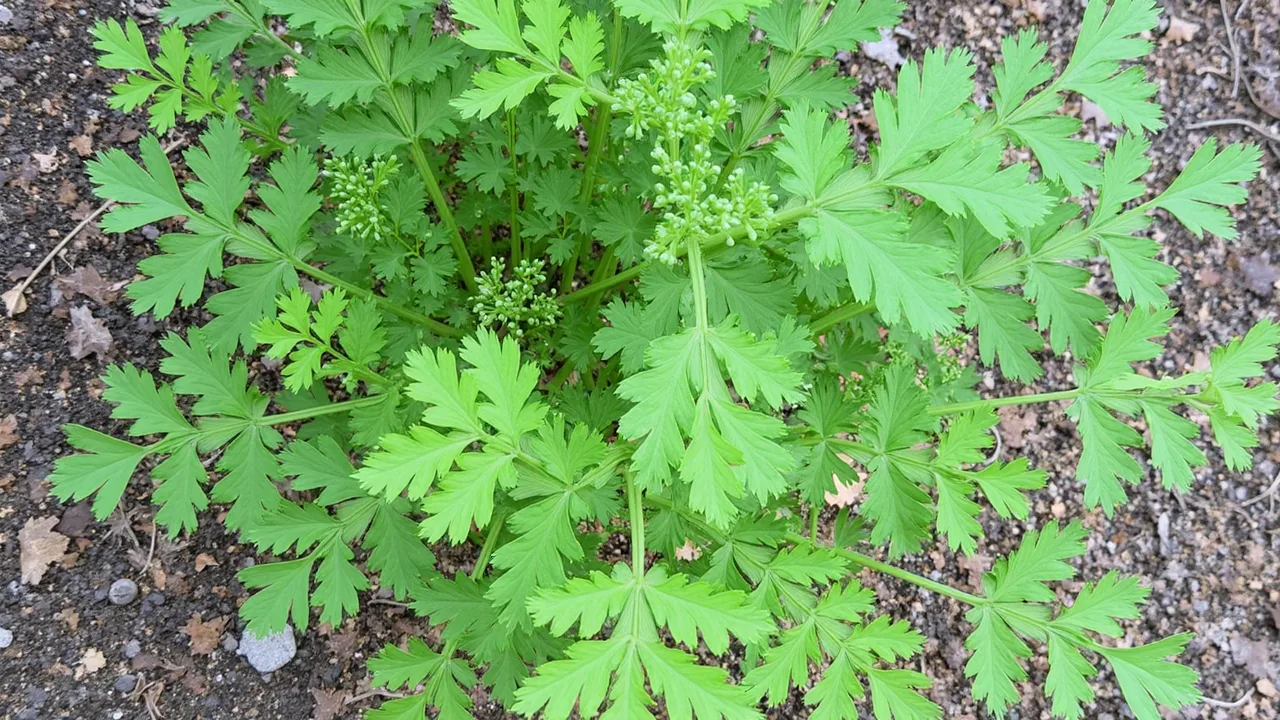 Petroselinum crispum