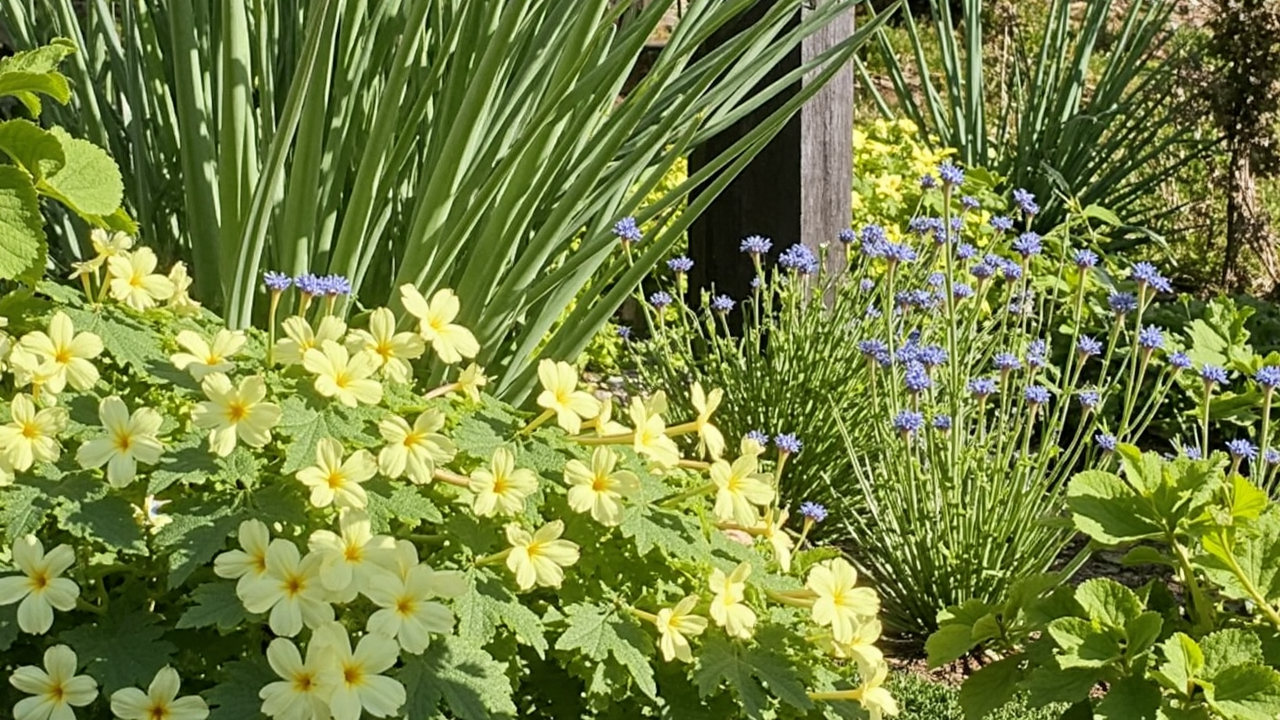 Primula vulgaris