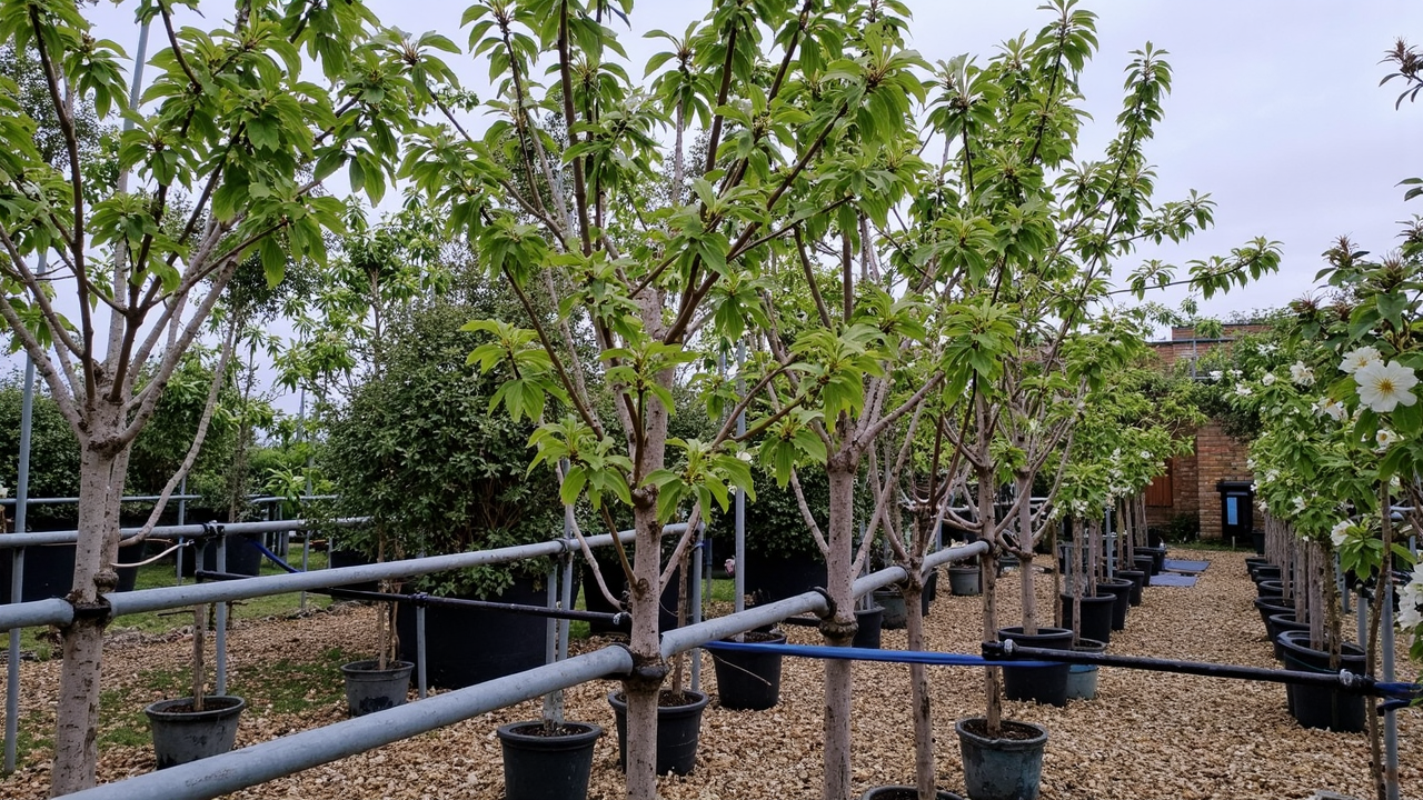 Prunus avium