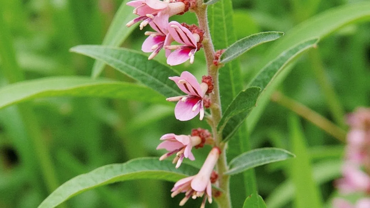 Odontites vernus