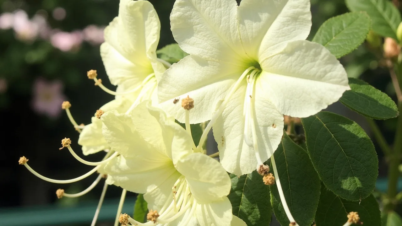Rhododendron lutescens (Rhododendron lutescens)