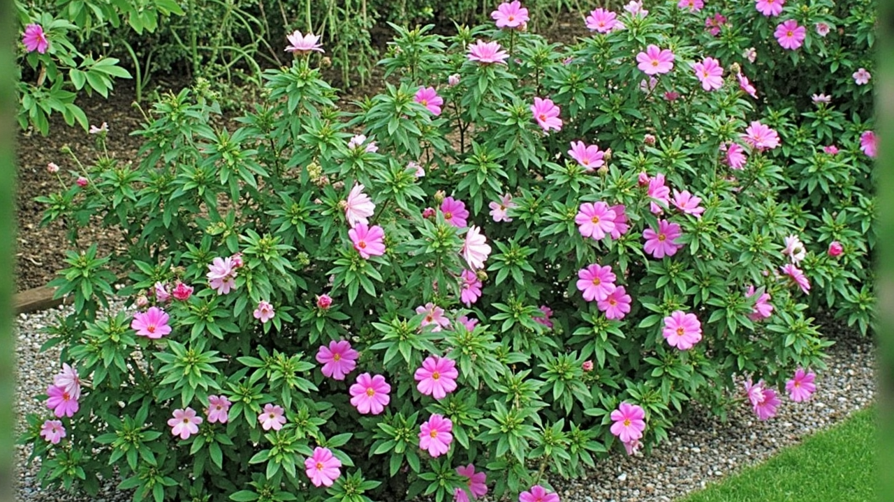Rosa rugosa