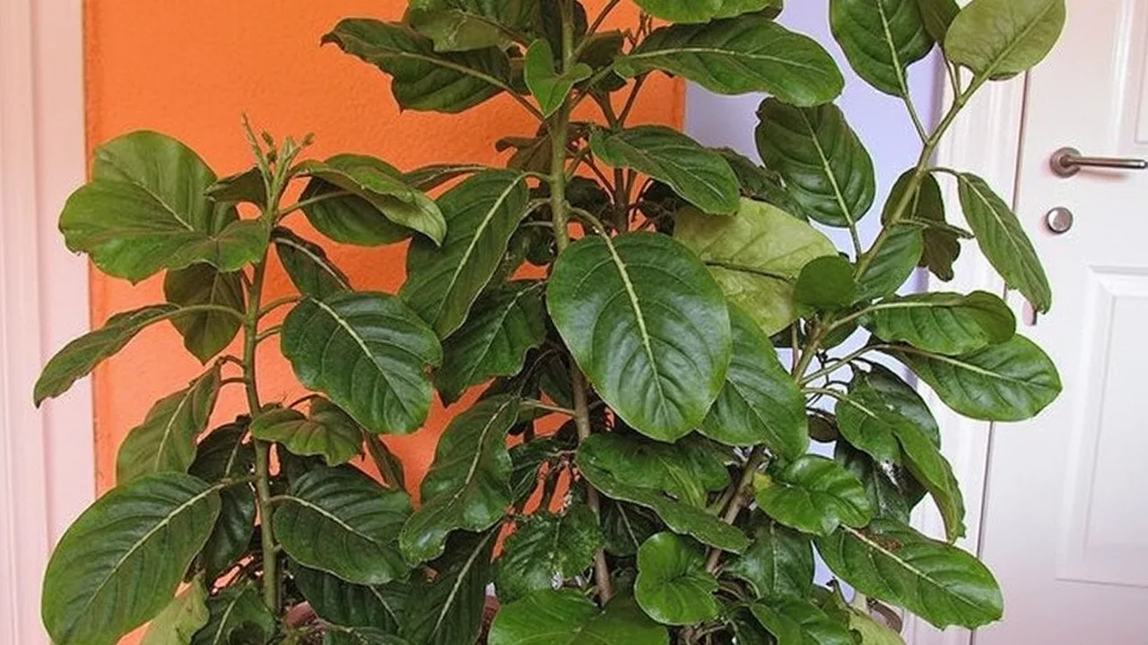 Rubber Plant (Ficus elastica)