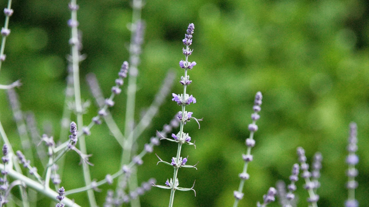 Perovskia atriplicifolia
