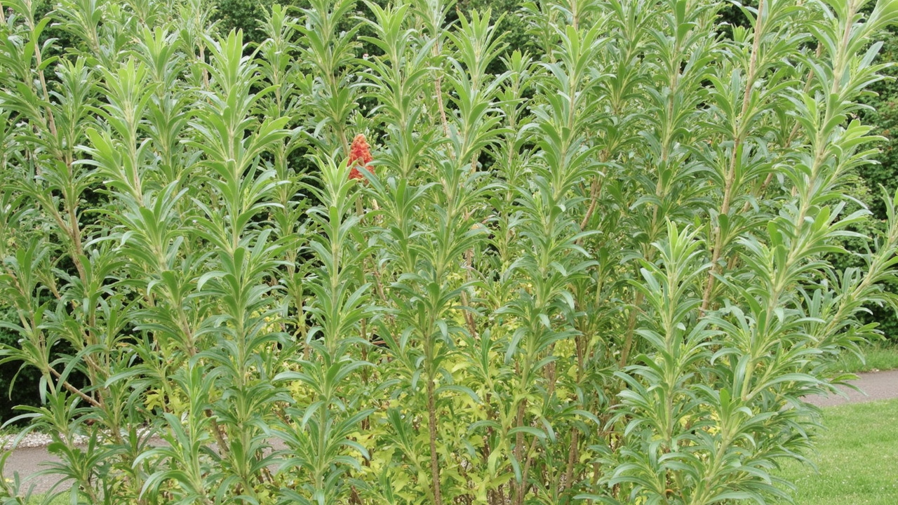 Salix viminalis