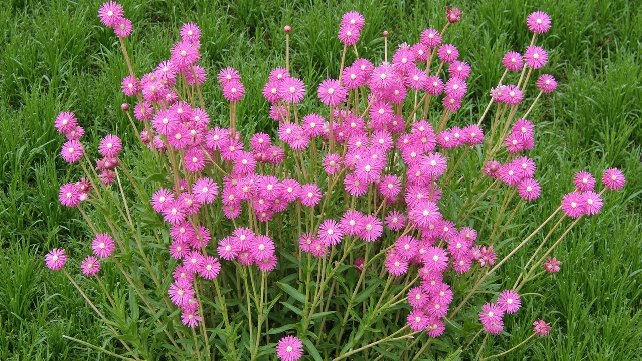 Silene dioica