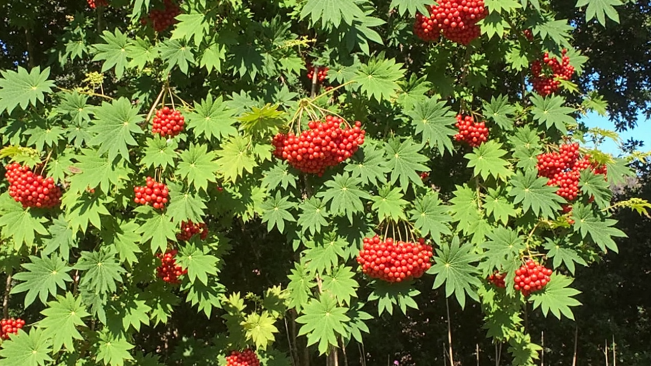 Sorbus aucuparia