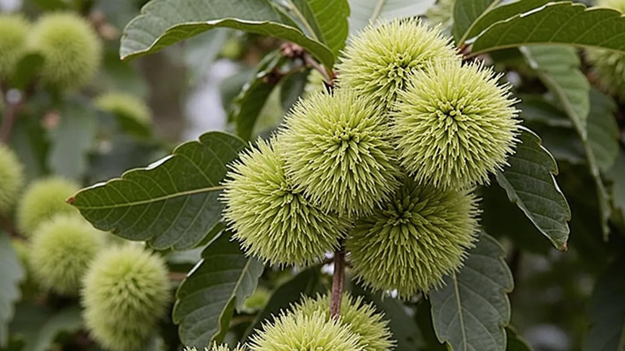 Castanea sativa