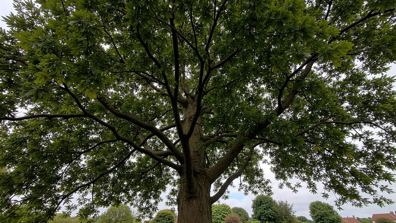 Sycamore (Acer pseudoplatanus)