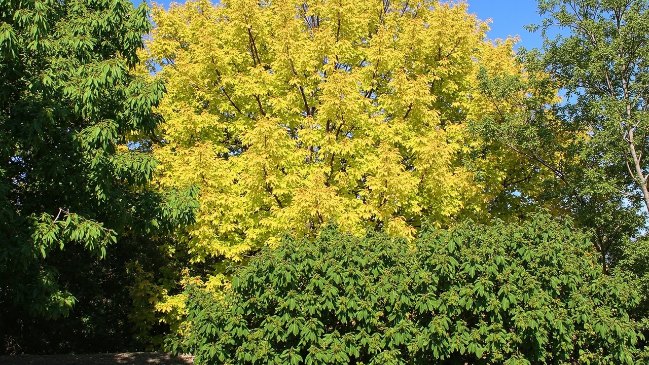 Ulmus glabra