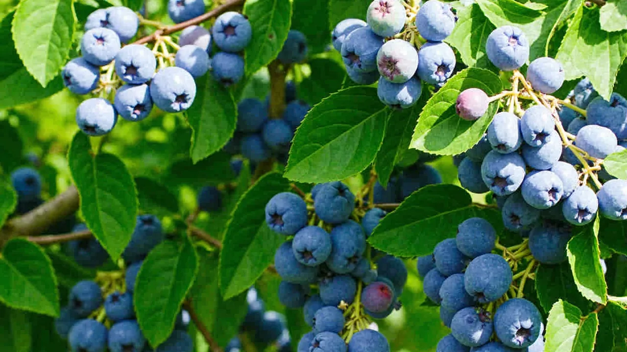 Vaccinium corymbosum