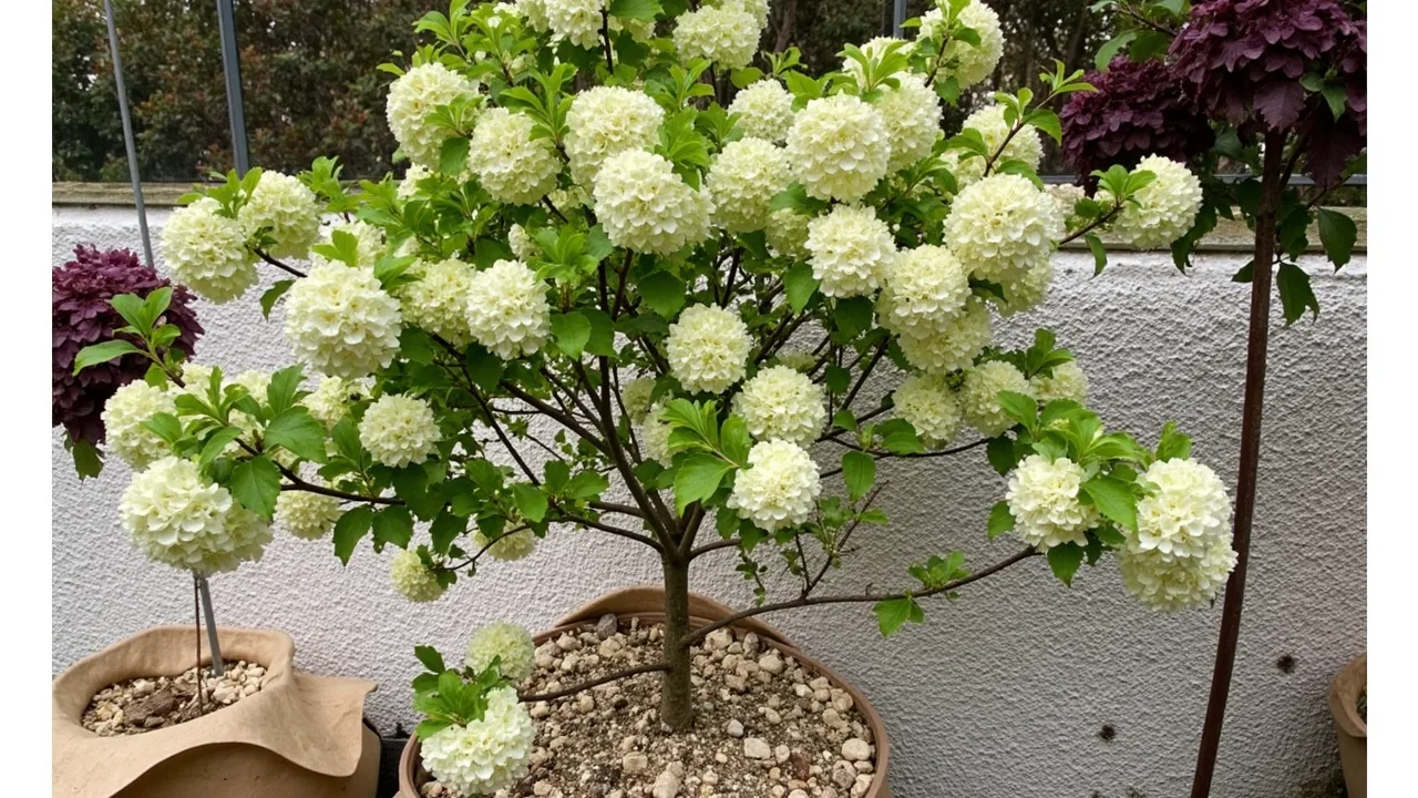 Viburnum opulus